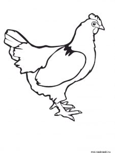 Картинки куриц для срисовки 014