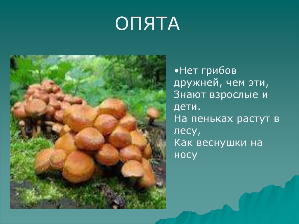 Картинки лес грибы ягоды для детей 009