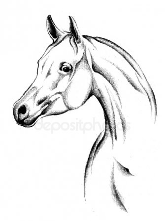 Нарисованные картинки лошадей 004