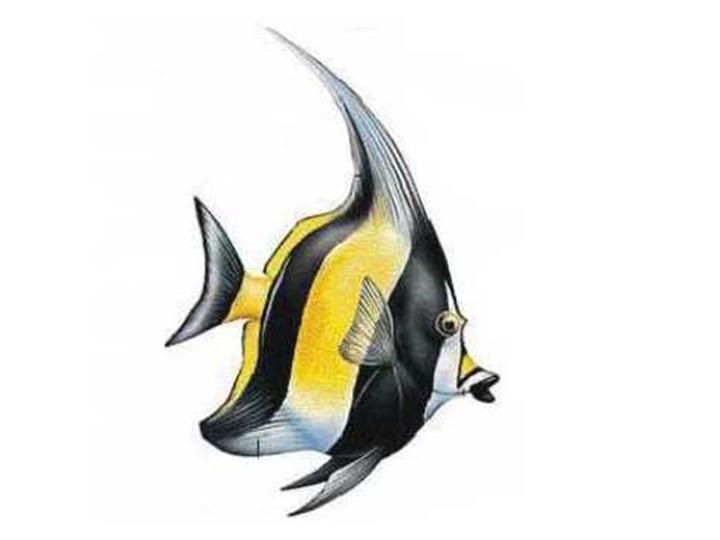 Рисунок морской рыбы 003