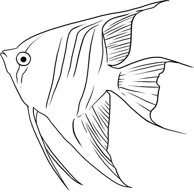 Рисунок морской рыбы 011