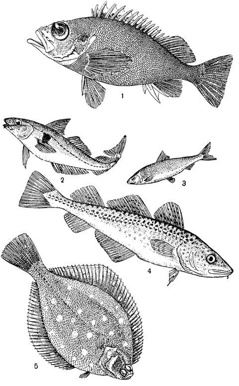 Рисунок морской рыбы 019