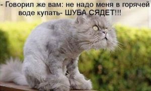 Картинки смешные котики с надписями фото