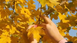 Фото желтые листья осеню 013