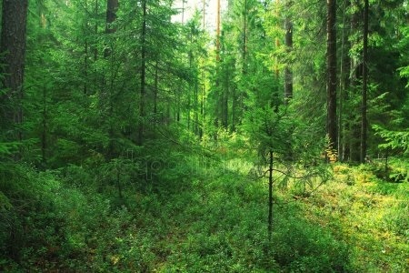 Фото леса летом в хорошем качестве 021