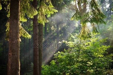 Фото леса летом в хорошем качестве 022