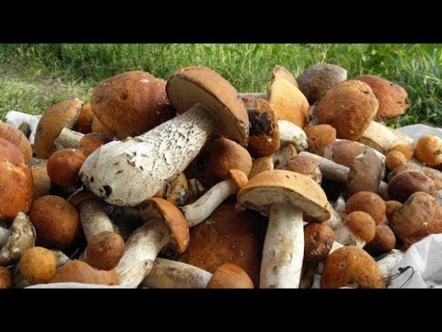 Фото много белых грибов в лесу 006
