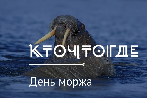 День моржа