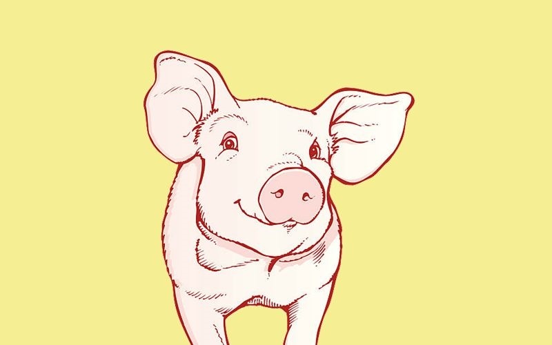 Свинка для срисовки. Свинья рисунок. Нарисовать свинью. Поросенок рисунок. Поросенок для срисовки.