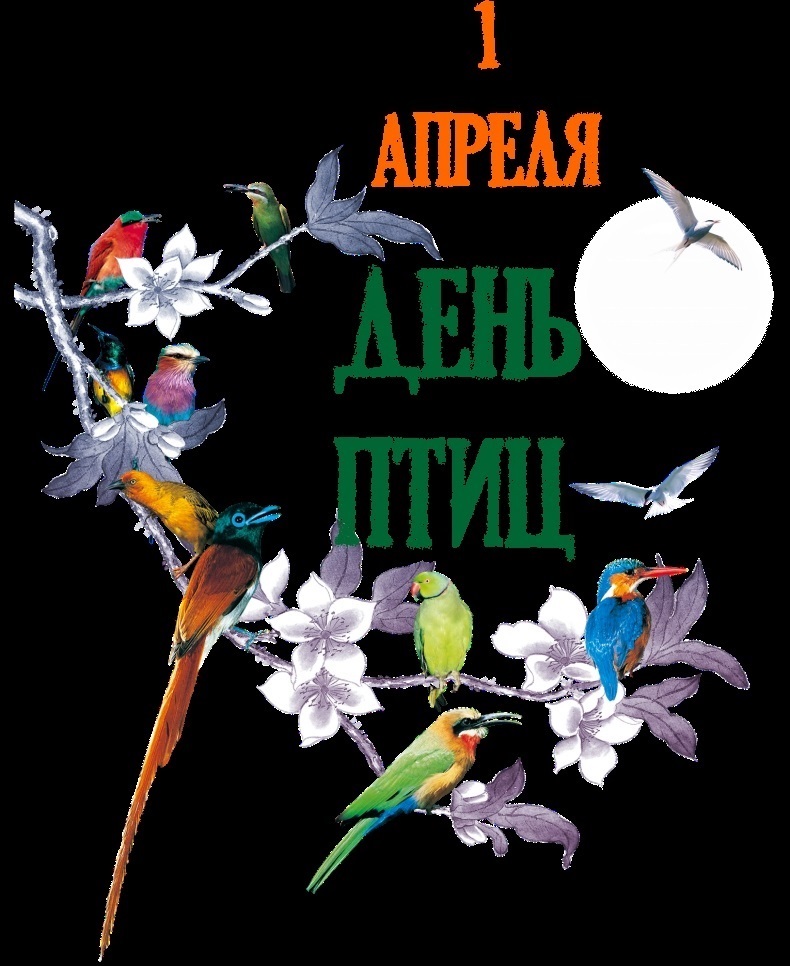 1 апреля Международный день птиц 018