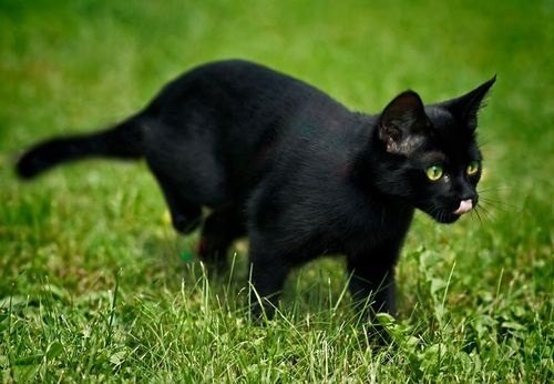 День защиты черных котов в Италии 005