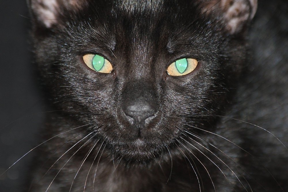 День защиты черных котов в Италии 023