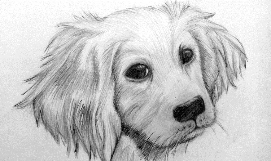 Картинки собаки карандашом 026