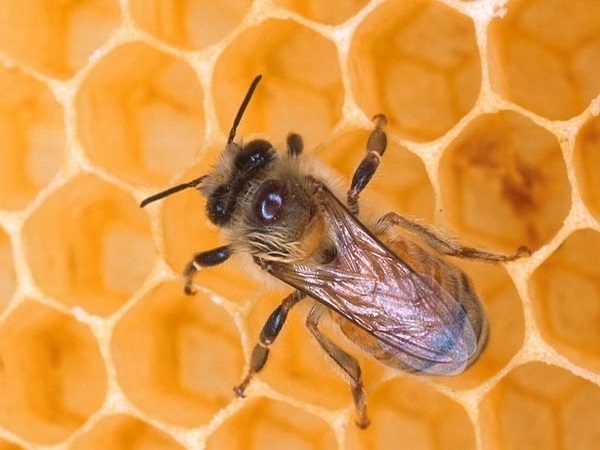 Мед и пчелы картинки для детей 015