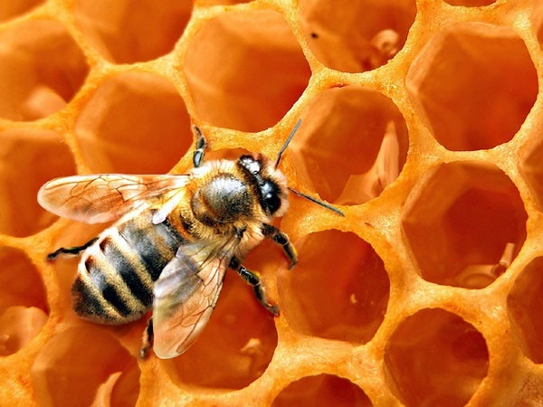 Мед и пчелы картинки для детей 016
