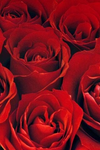 Обои красные розы на айфон 23 40 004
