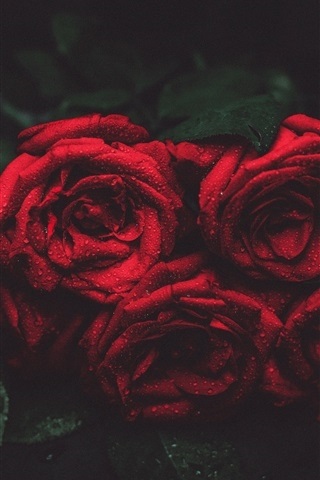 Обои красные розы на айфон 23 40 006