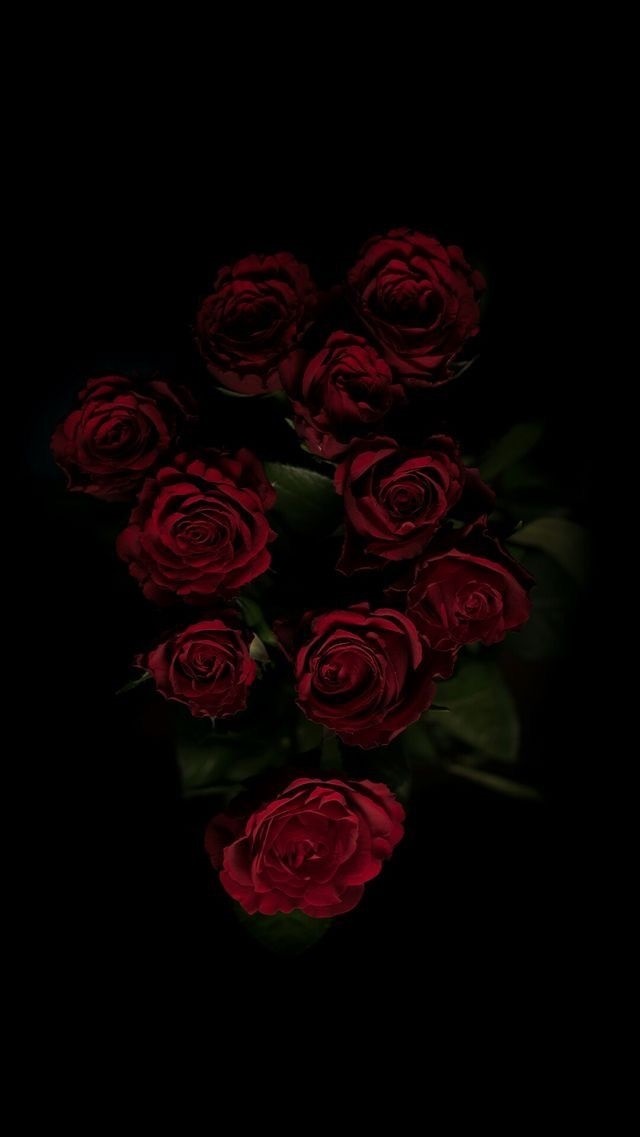 Обои красные розы на айфон 23 40 008