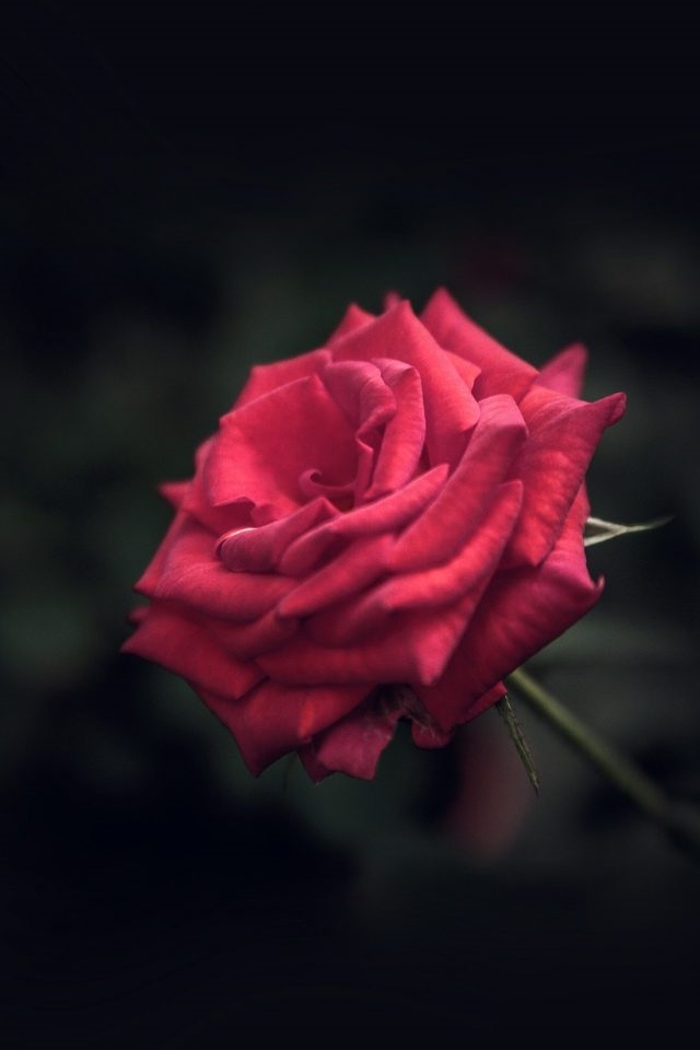 Обои красные розы на айфон 23 40 009