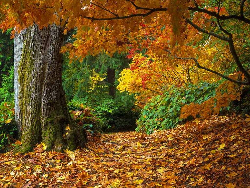 Осенний лес обои на рабочий стол   скачать бесплатно (3)