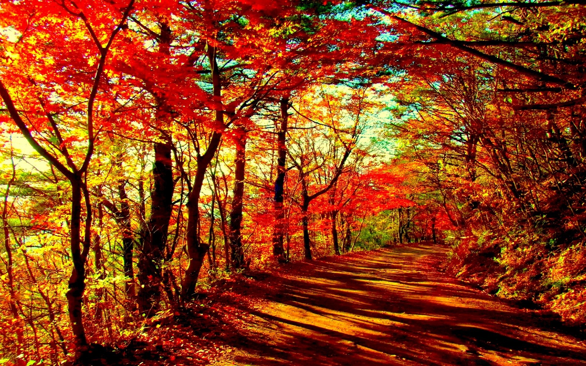 Осенний лес обои на рабочий стол   скачать бесплатно (7)