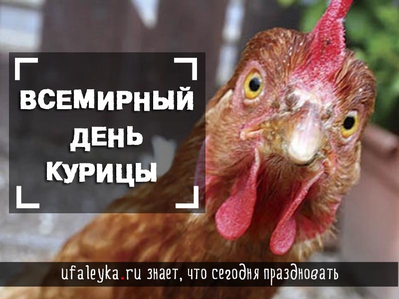 Курица с днем рождения картинка