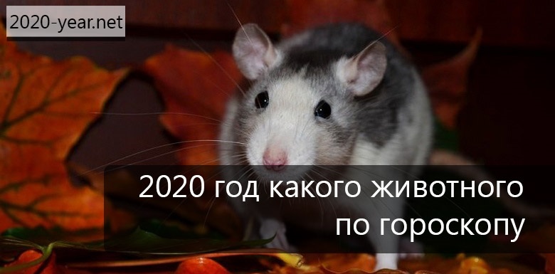 2020 год кого животного. 2020 Год какого животного по гороскопу. 2020 Год какого зверя. 2020 Год какого животного по гороско. Какой год 2020 по гороскопу.