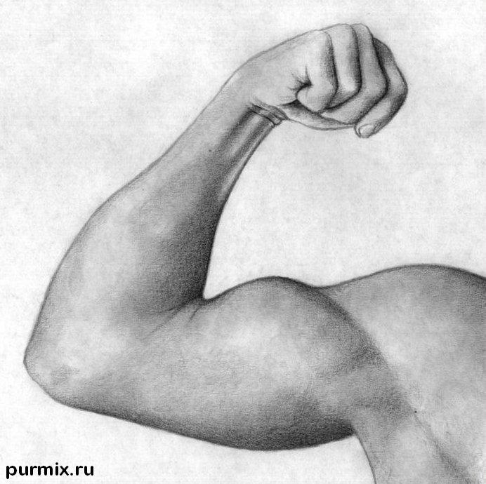 Triceps PNG