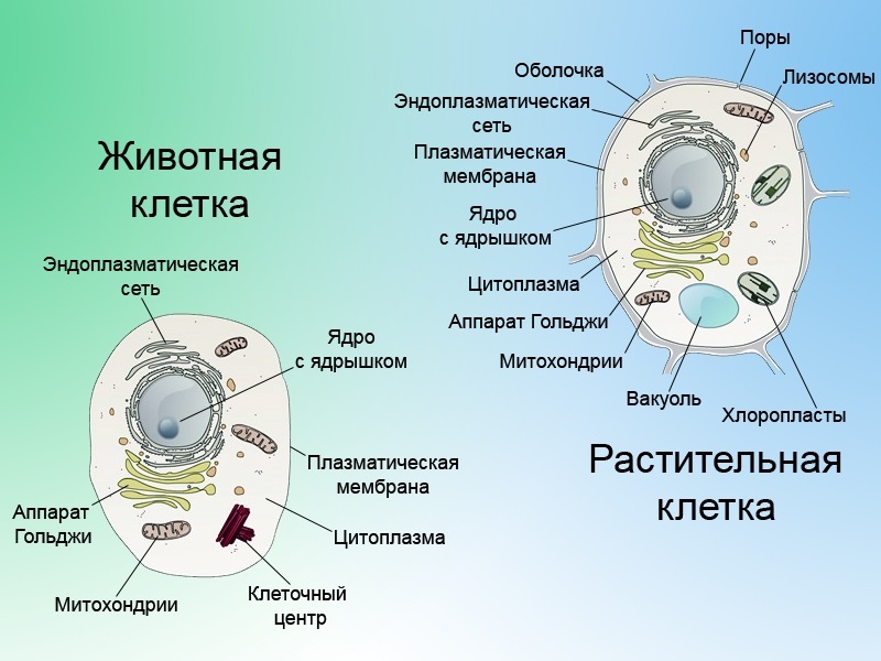 Как сделать проект по биологии