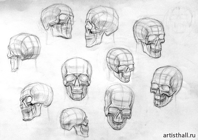 Рисование черепа поэтапно академический рисунок