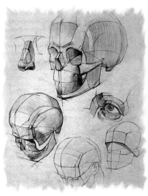 Череп пропорции академический рисунок