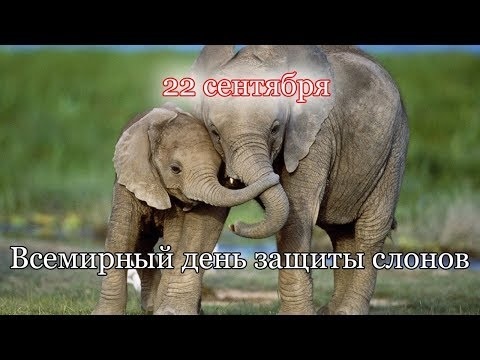 Всемирный день слонов 020