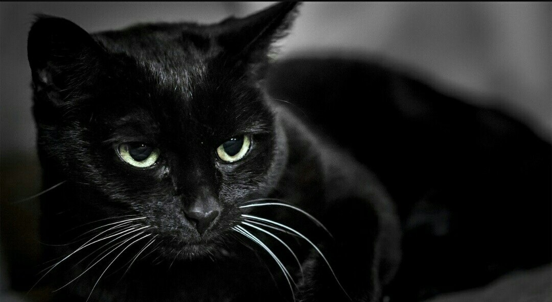 День защиты чёрных котов и кошек (Италия) 009