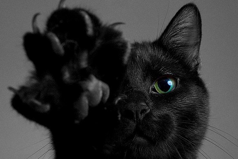 День защиты чёрных котов и кошек (Италия) 012