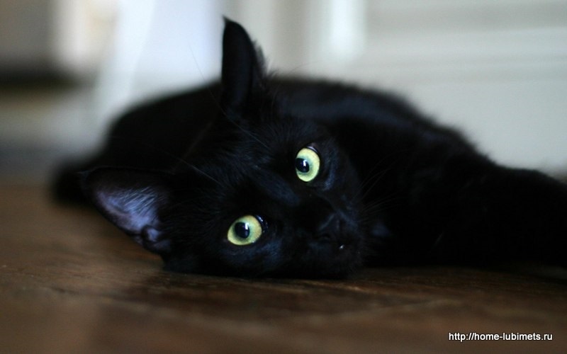 День защиты чёрных котов и кошек (Италия) 019