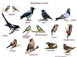 Красивые открытки и фото на день мигрирующих птиц016