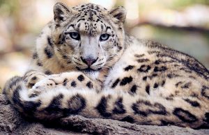 Международный день снежного барса (International Snow Leopard Day) 017