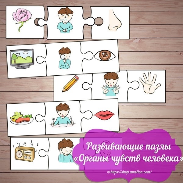 игровой набор 5 чувств (органы человека)