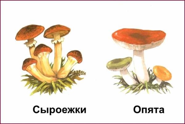 Рисунок полянка грибов 002