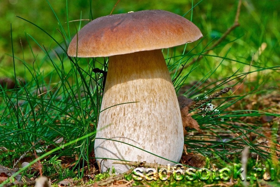 Рисунок полянка грибов 023