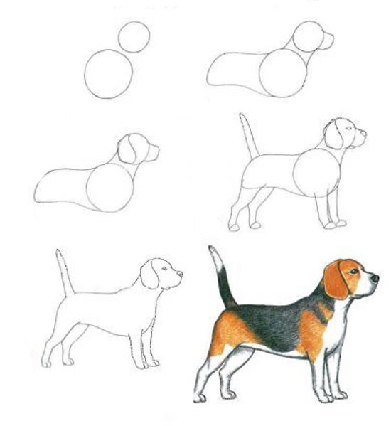 картинки собаки для рисования 014