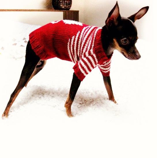любимый свитер для собаки 014