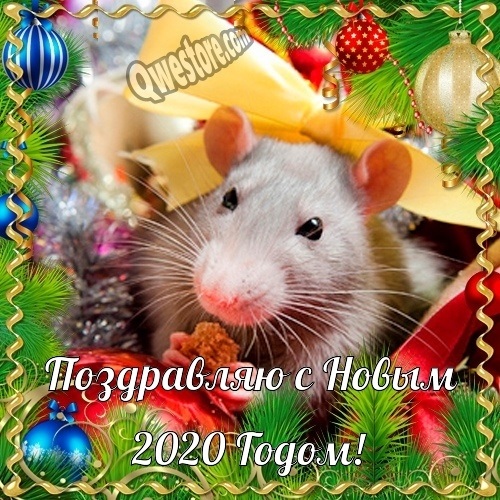 открытки поздравления с годом крысы 016