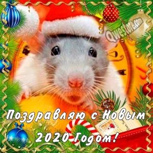 открытки поздравления с годом крысы 020