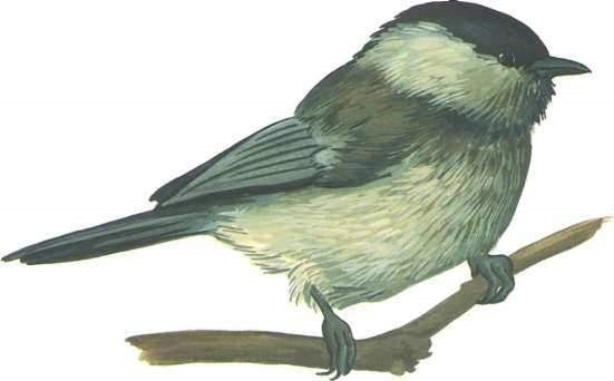 птица буроголовая гаичка рисунки 003