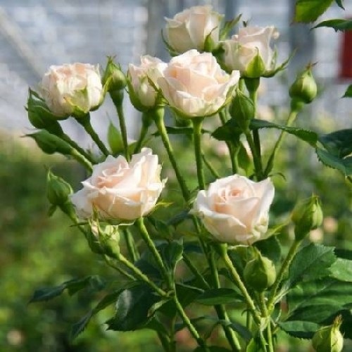 роза крем грация 017