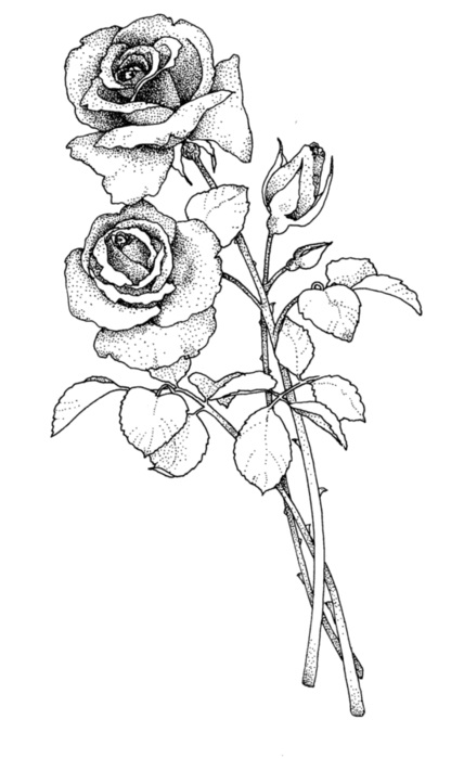 черно белые розы для декупажа 002