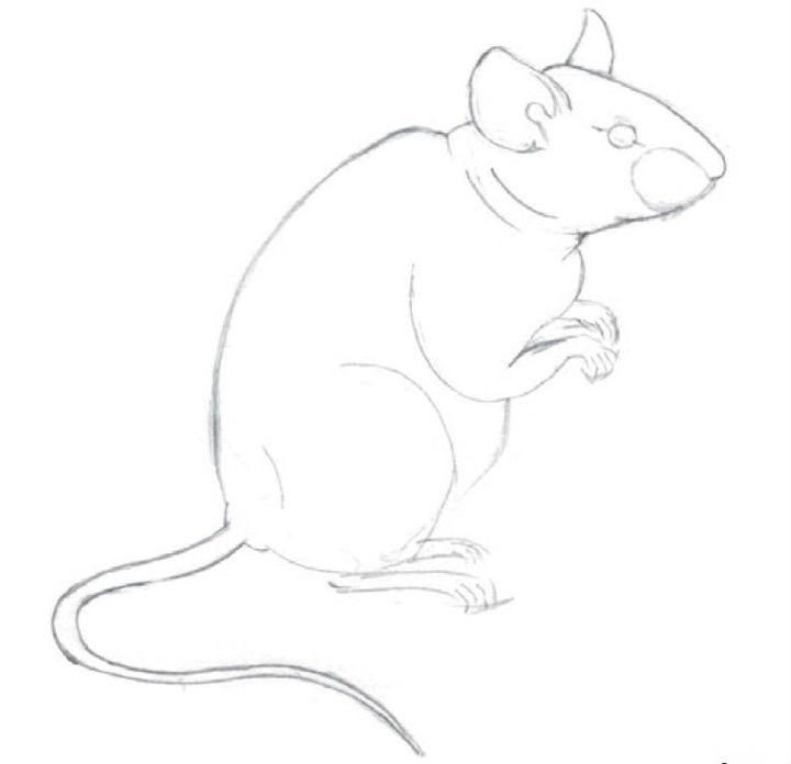 Красивые рисунки крысы для срисовки (19)