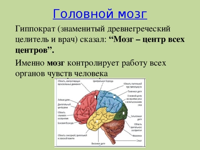 В каком отделе мозга находится центр слуха. Головной мозг органы чувств. Органы чувств и отделы мозга. Зоны органов чувств. Доли мозга и органы чувств.