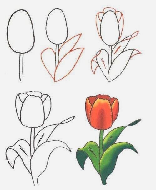 Для детей зарисовки цветущих растений 002